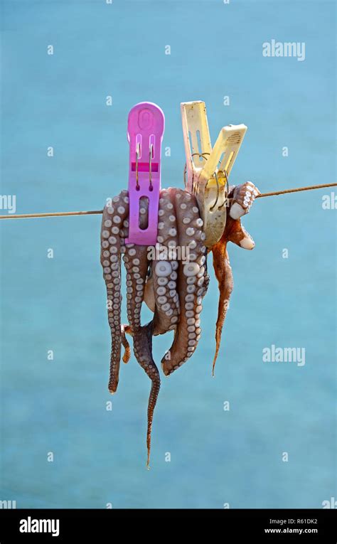 Cuttlefish Leash .